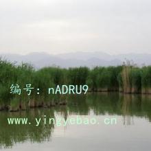 ѹ