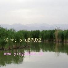 Ⱦ